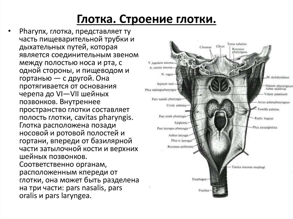 Что значит глоток. Глотка отделы строение функции. Глотка строение и функции анатомия. Строение и функции глотки шпора. Анатомическое строение и функции глотки.