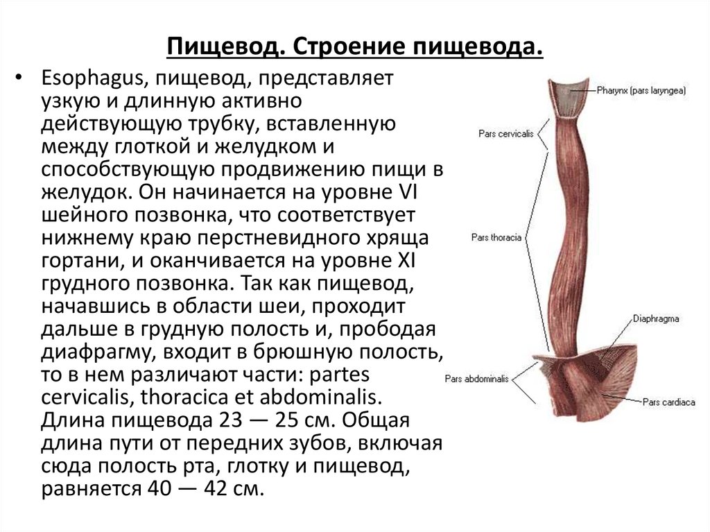 В состав какой системы входит пищевод. Схема строения пищевода. Пищевод анатомия Синельников. Строение пищевода человека анатомия. Пищевод вид спереди.