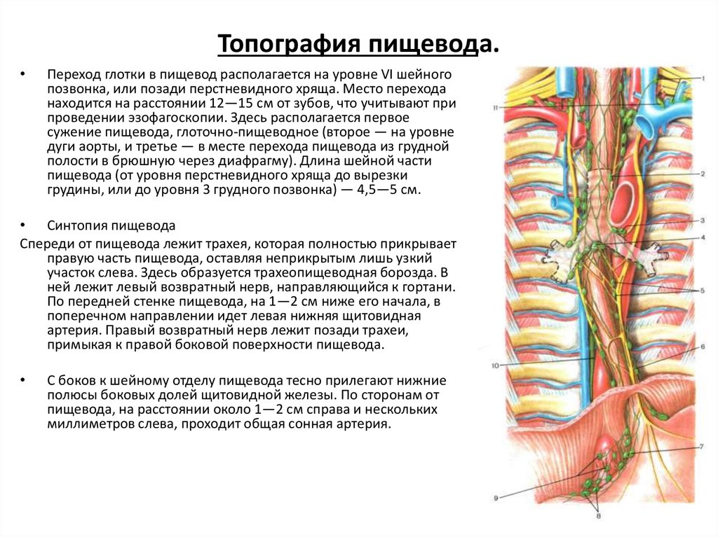 Пищевод топография строение функции