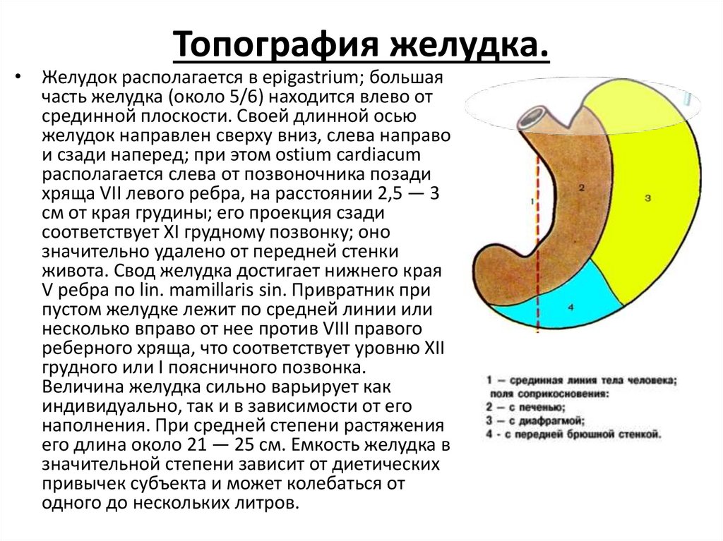 Почему выделяется желудок