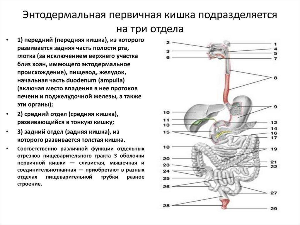 Три отдела. Первичная кишка ее отделы и их производные. Строение первичной кишки. Спланхнология пищеварительная система. Энтодермальная первичная кишка.