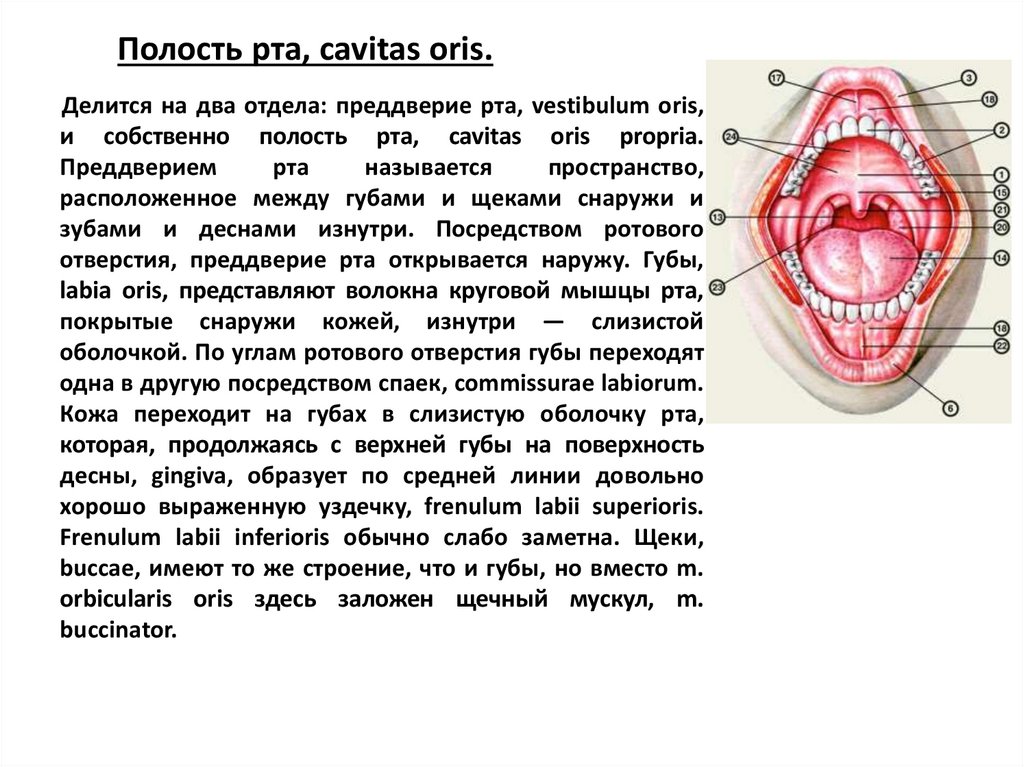 Справка полость рта санирована образец