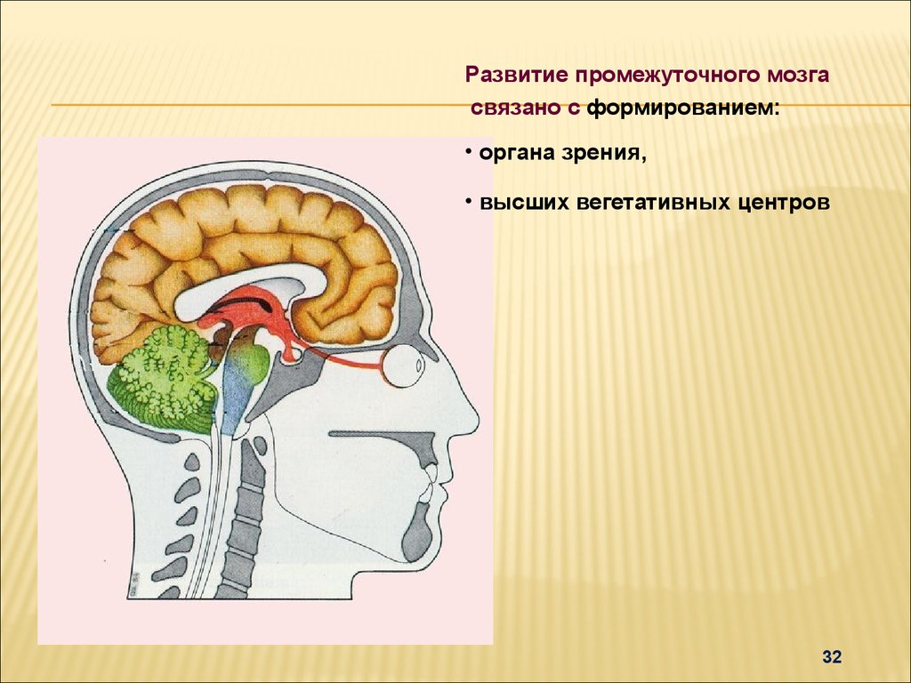Промежуточный мозг 8 класс биология. Развитие промежуточного мозга. Промежуточный мозг Эволюция. Промежуточный и конечный мозг. Промежуточный мозг развивается из.