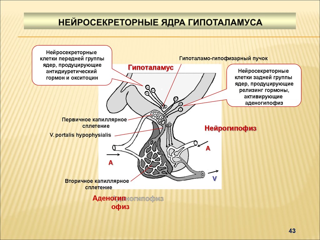 Гипоталамо гипофизарная система гистология рисунок