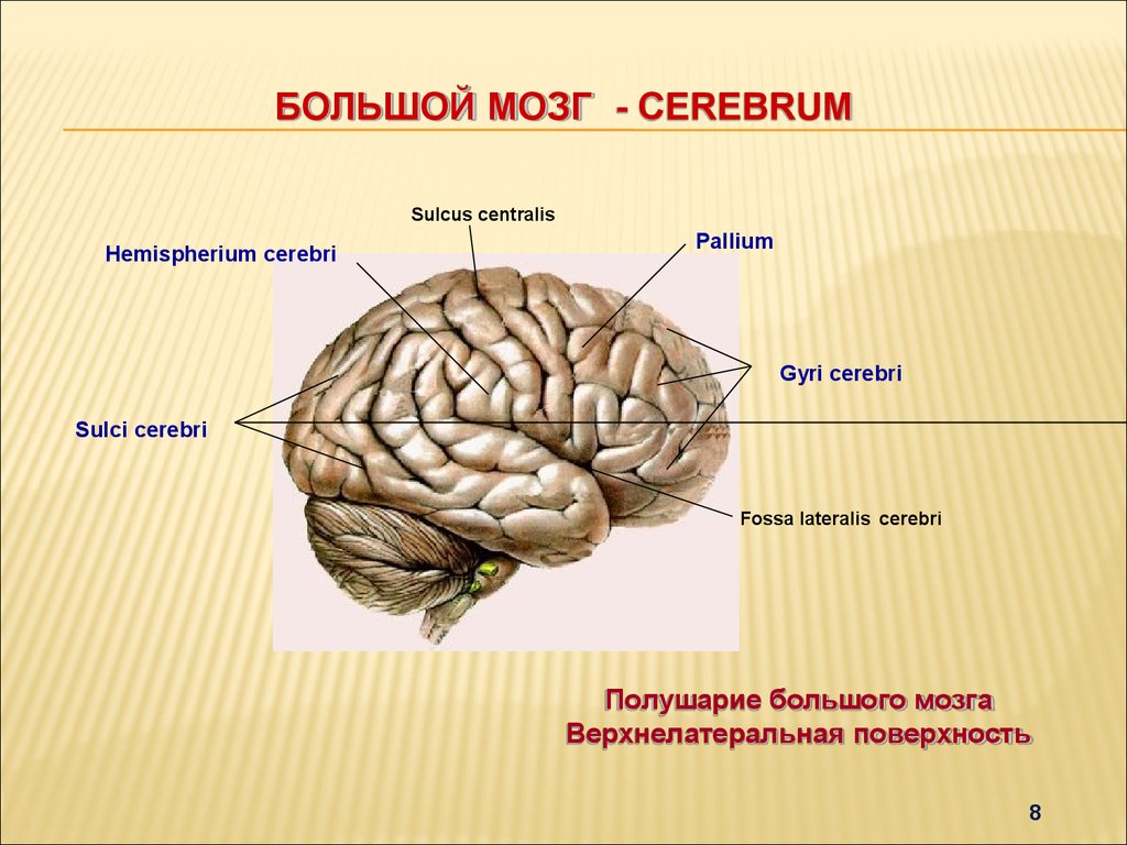 Большой мозг