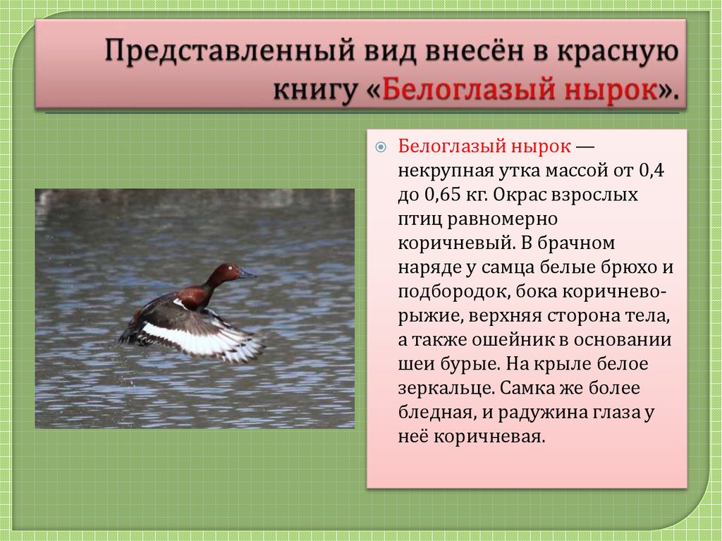 Птицы калужской области фото с названиями и описанием
