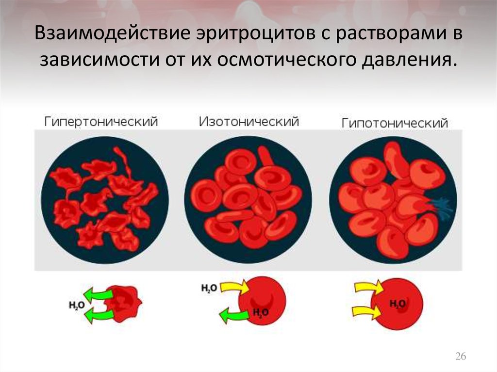 Посмотрите на изображение эритроцитов в разной среде в каком растворе находятся эритроциты на третье