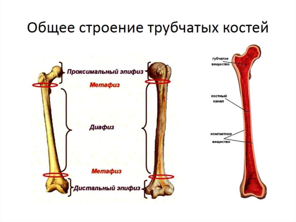 Общее строение трубчатых костей