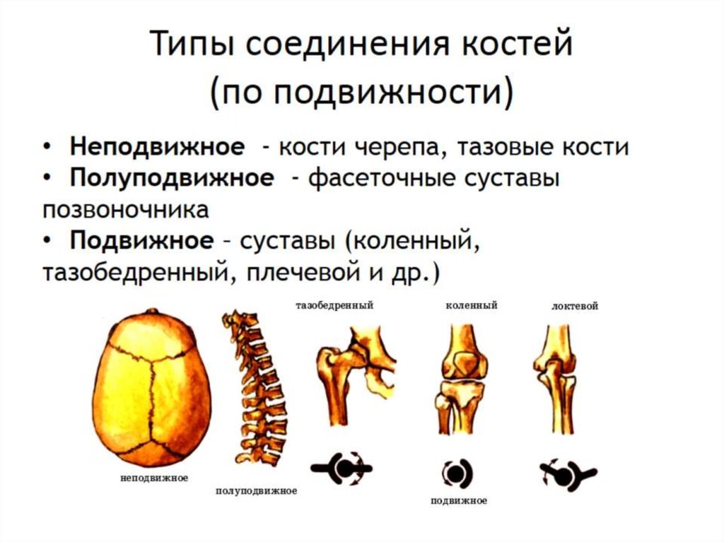 Типы соединения костей (по подвижности)