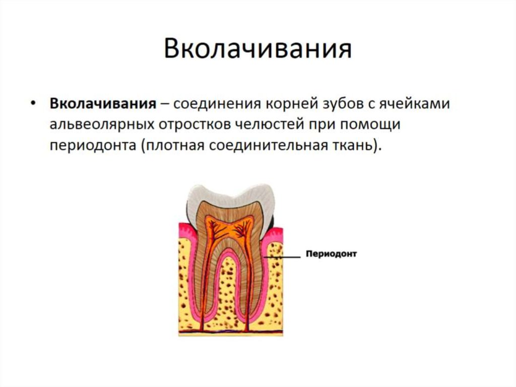 Соединен корень. Вколачивание анатомия. Вколачивание соединение костей. Вколачивание зубоальвеолярное соединение.