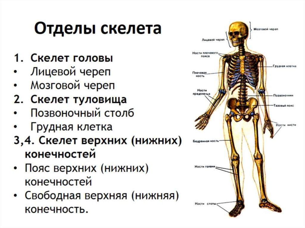 Какой скелет у костных. Основные отделы скелета человека. Осевой скелет основные кости отдела. Назовите основные отделы скелета. Отделы скелета туловища и характеристика.