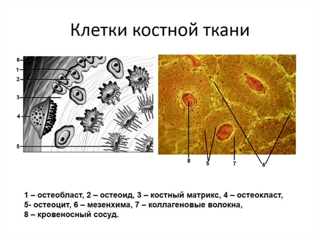 Рисунок костной ткани. Клетки костной ткани. Строение клетки костной ткани. Тип клеток костной ткани. Строение костной клетки.