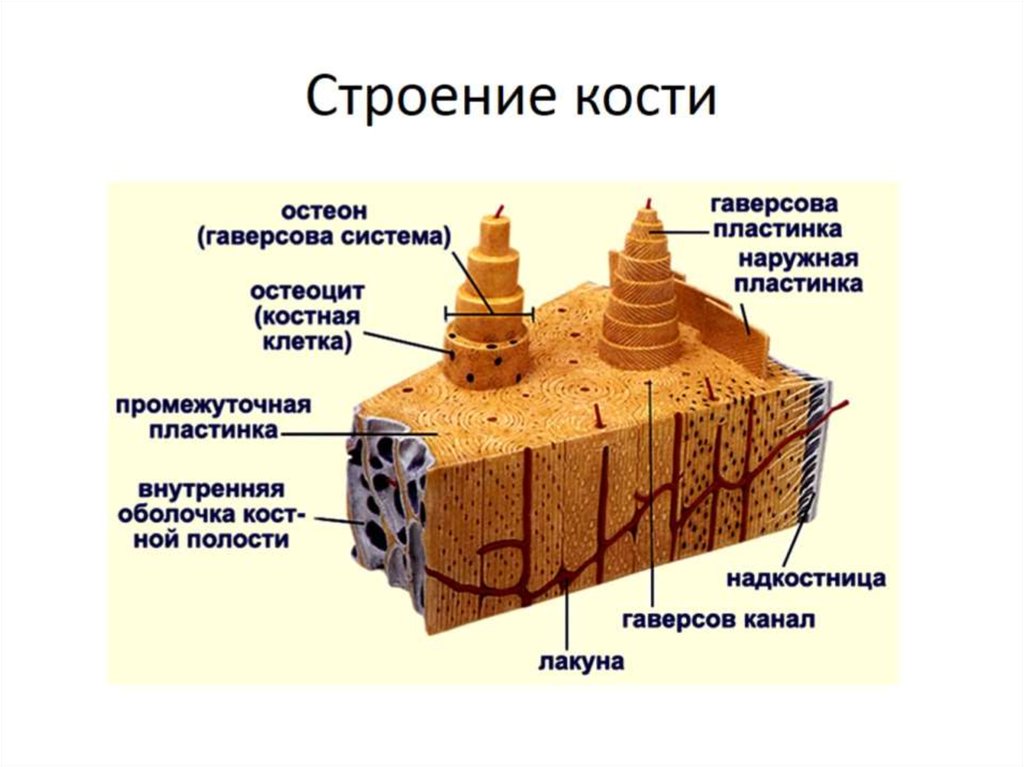 Понятие костная ткань. Пластинчатая костная ткань схема. Пластинчатая костная ткань Остеон. Пластинчатая костная ткань гистология. Пластинчатая костная ткань надкостница.