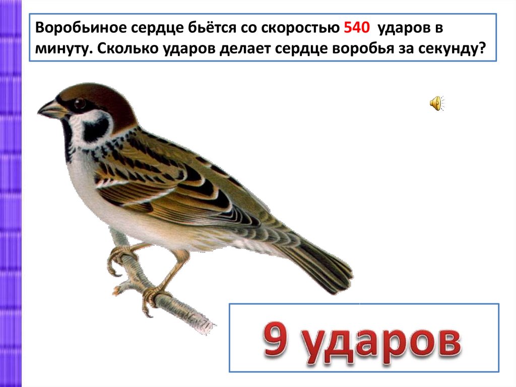 Воробей сколько. Сердце воробья. Сколько ударов сердца у воробья. Пульс воробья. Частота сердцебиения у воробья.