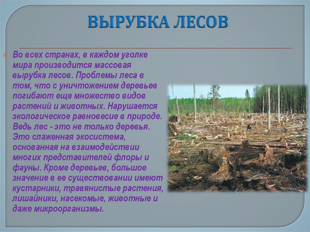 Основная причина экологических проблем в тайге. Вырубка леса доклад. Вырубка лесов сообщение. Доклад на тему вырубки леса. Влияние вырубки лесов на почву.
