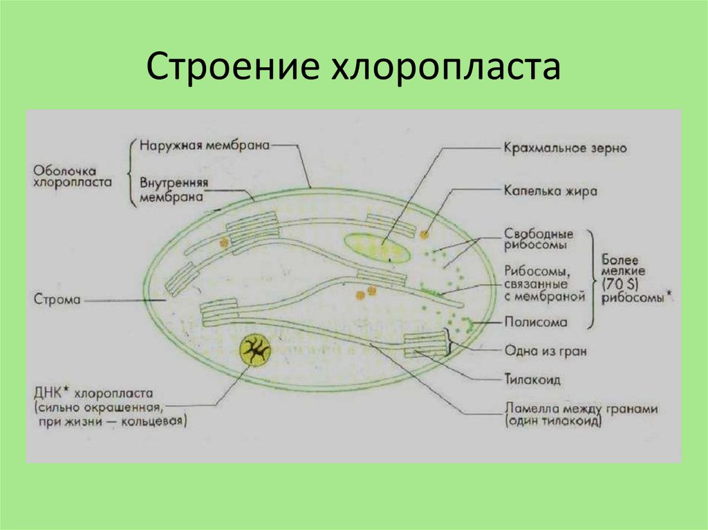 Строение хлоропласта рисунок с подписями