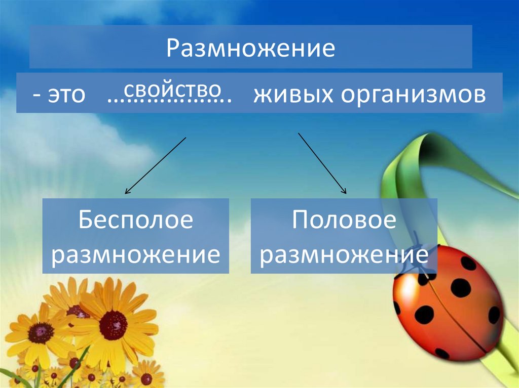 Какие растения бесполое размножение