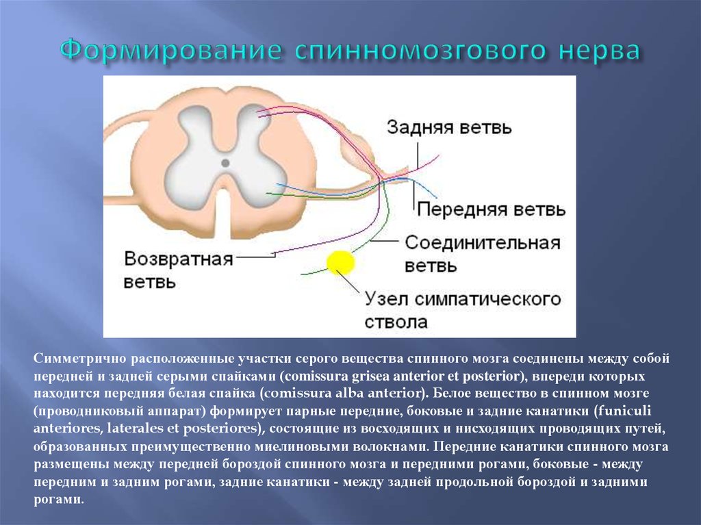 Образование спинномозгового нерва схема