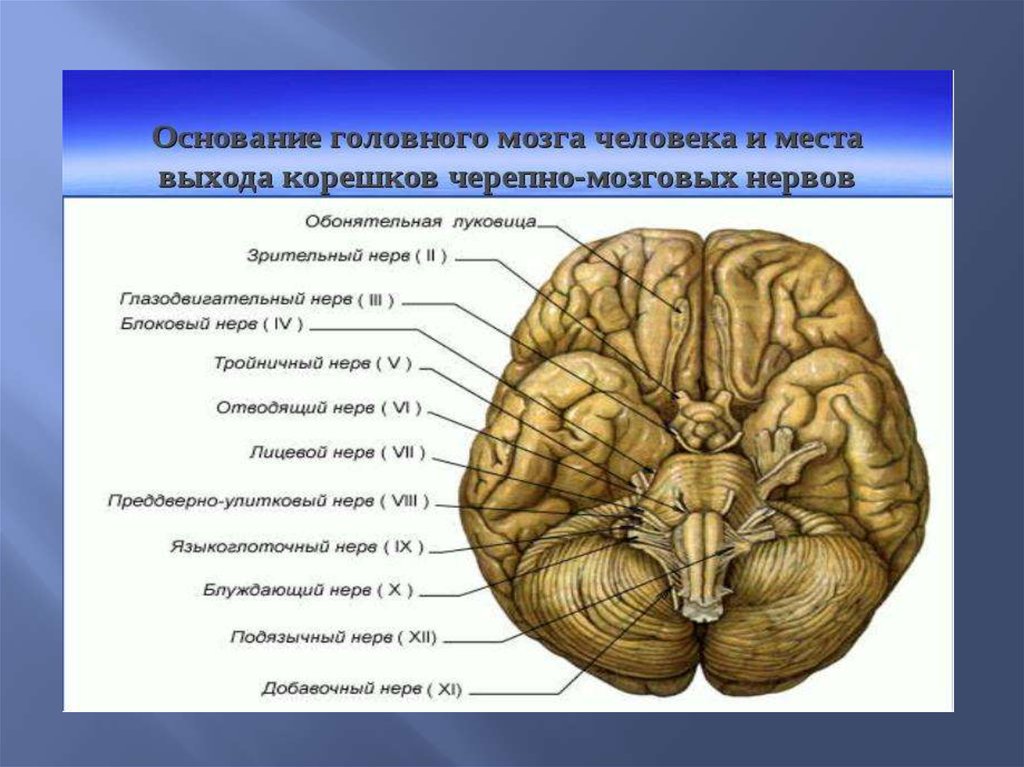 Средний мозг черепно мозговые нервы. Основание головного мозга. Места. Места выхода черепных нервов. Места выхода черепно мозговых нервов. Пары черепномозговых нервов.