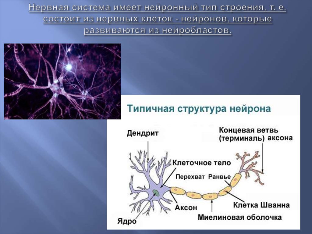 Основа нервной клетки. Дендрит Аксон миелиновая оболочка. Нервная клетка. Нервная ткань Нейрон. Строение нейрона.