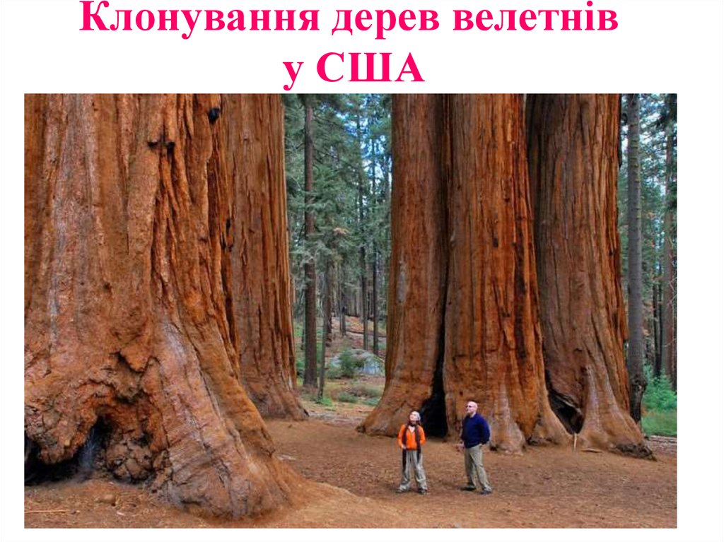 Клонування дерев велетнів у США