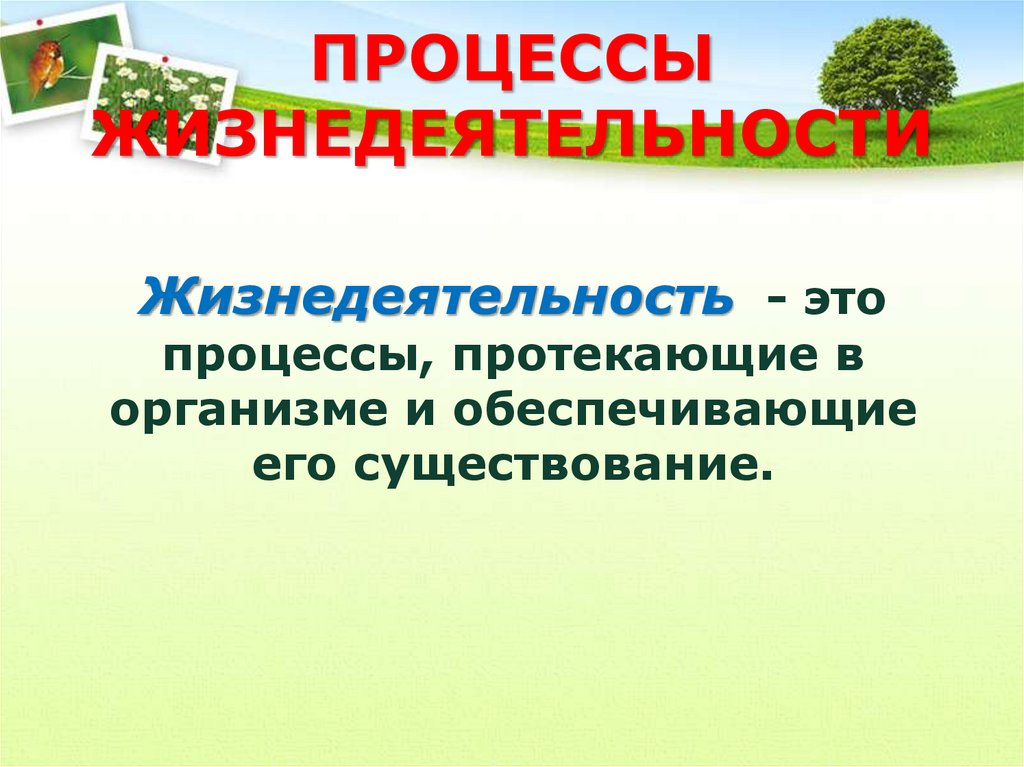 Класс жизнедеятельность организмов. Жизнедеятельность организмов. Процессы жизнедеятельности организма. Жизнедеятельность организмов презентация. Жизнедеятельность процессы протекающие в организме.