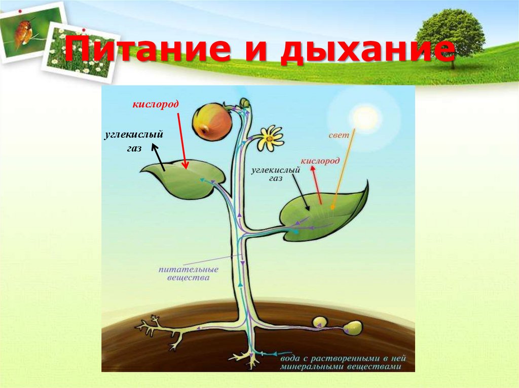 Растительный организм примеры. Питание растений. Схема питания и дыхания растений. Питание растений и дыхание растений. Растение живой организм.