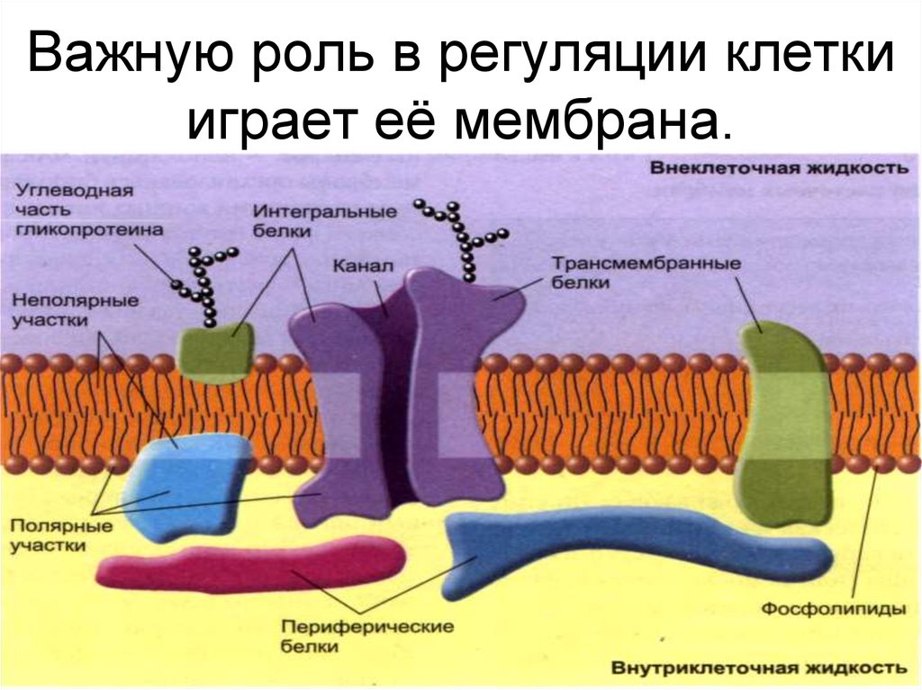 Важную роль в регуляции клетки играет её мембрана.