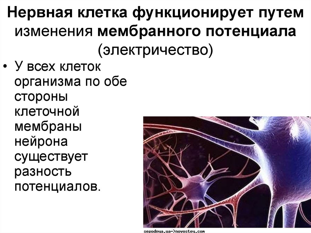 Нервная клетка функционирует путем изменения мембранного потенциала (электричество)