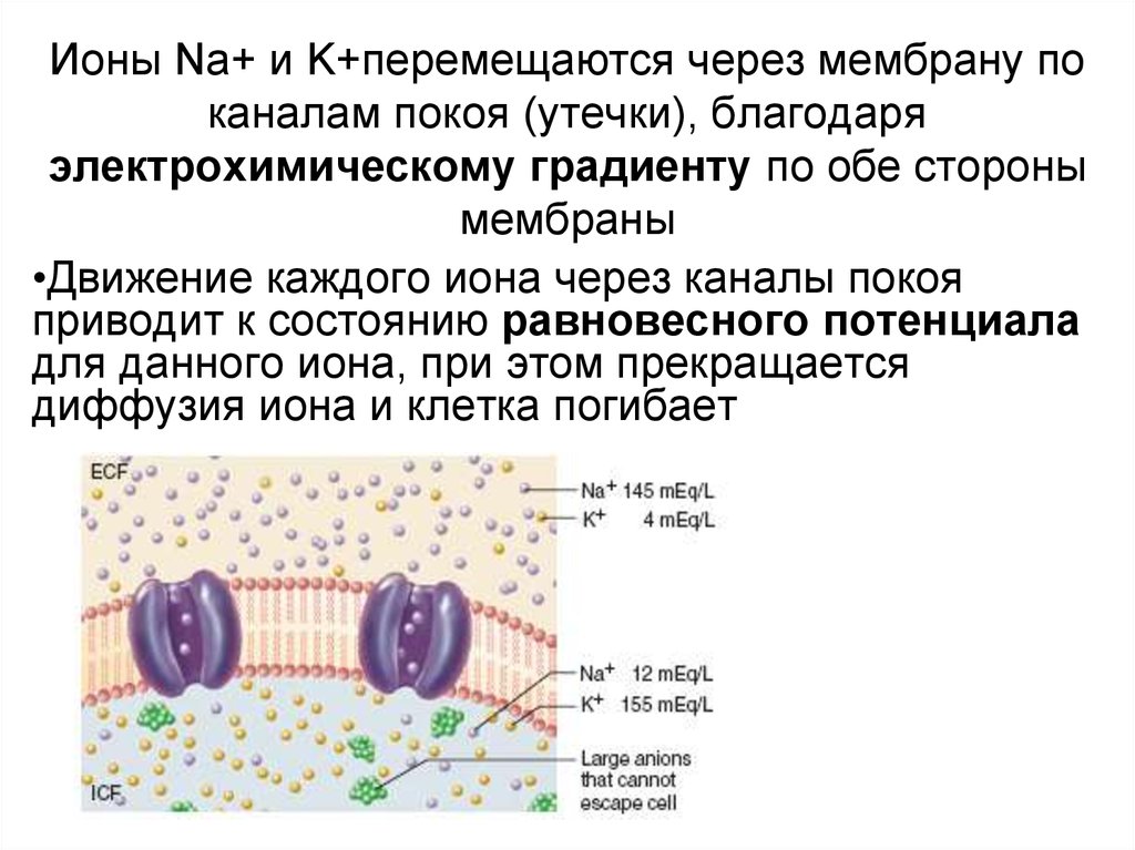 Ионы Na+ и K+перемещаются через мембрану по каналам покоя (утечки), благодаря электрохимическому градиенту по обе стороны