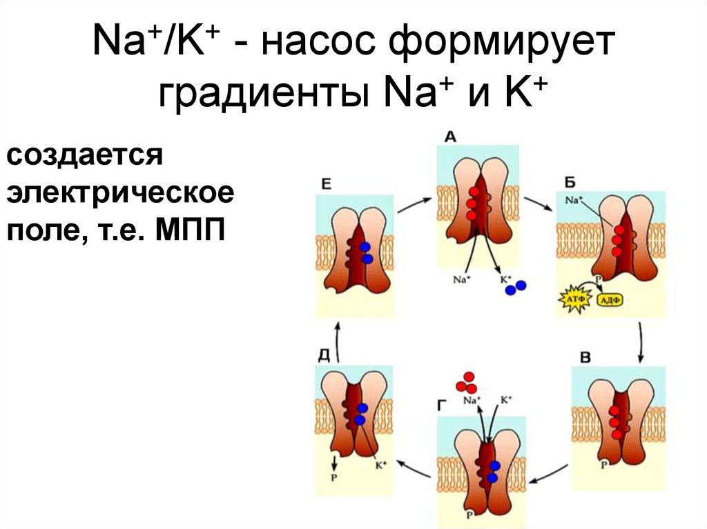 Na+/K+ - насос формирует градиенты Na+ и K+