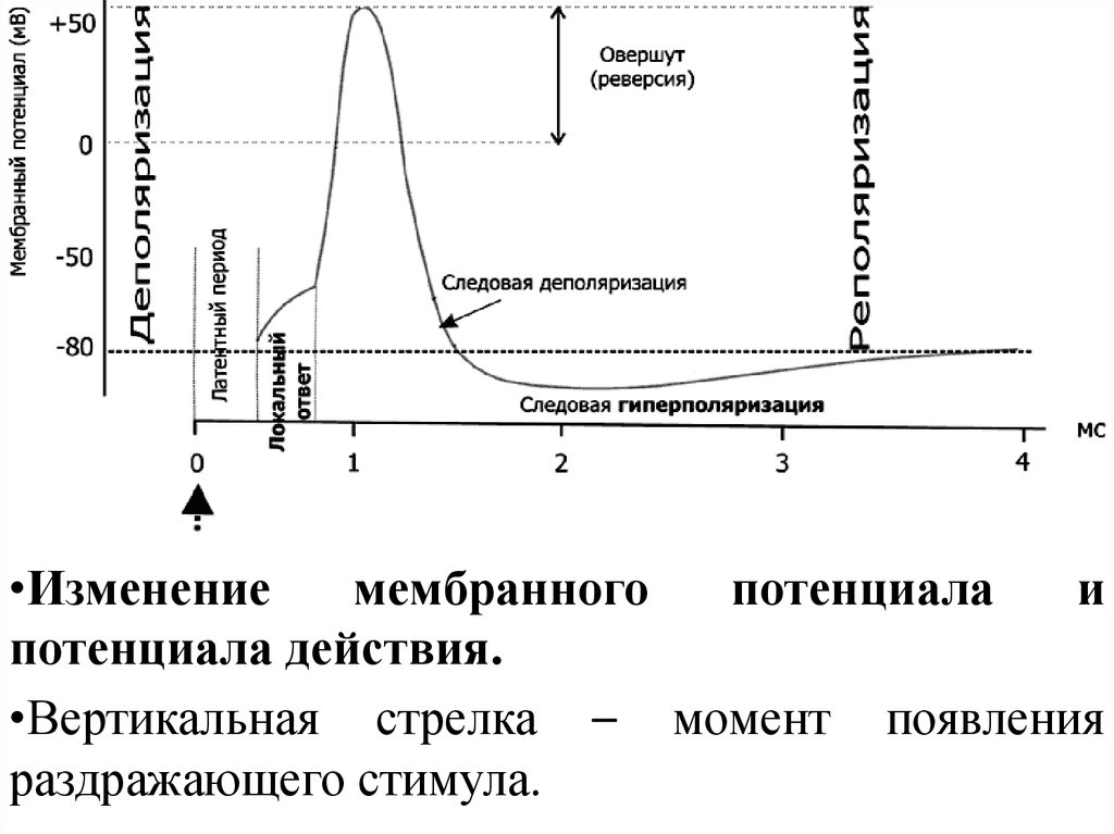 Реверсия