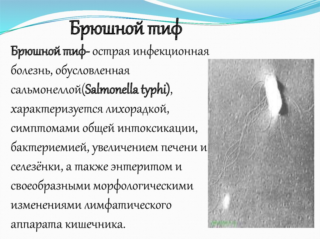 Сальмонеллез и брюшной тиф. Брюшной тиф это инфекционное заболевание. Характерные симптомы брюшного тифа.
