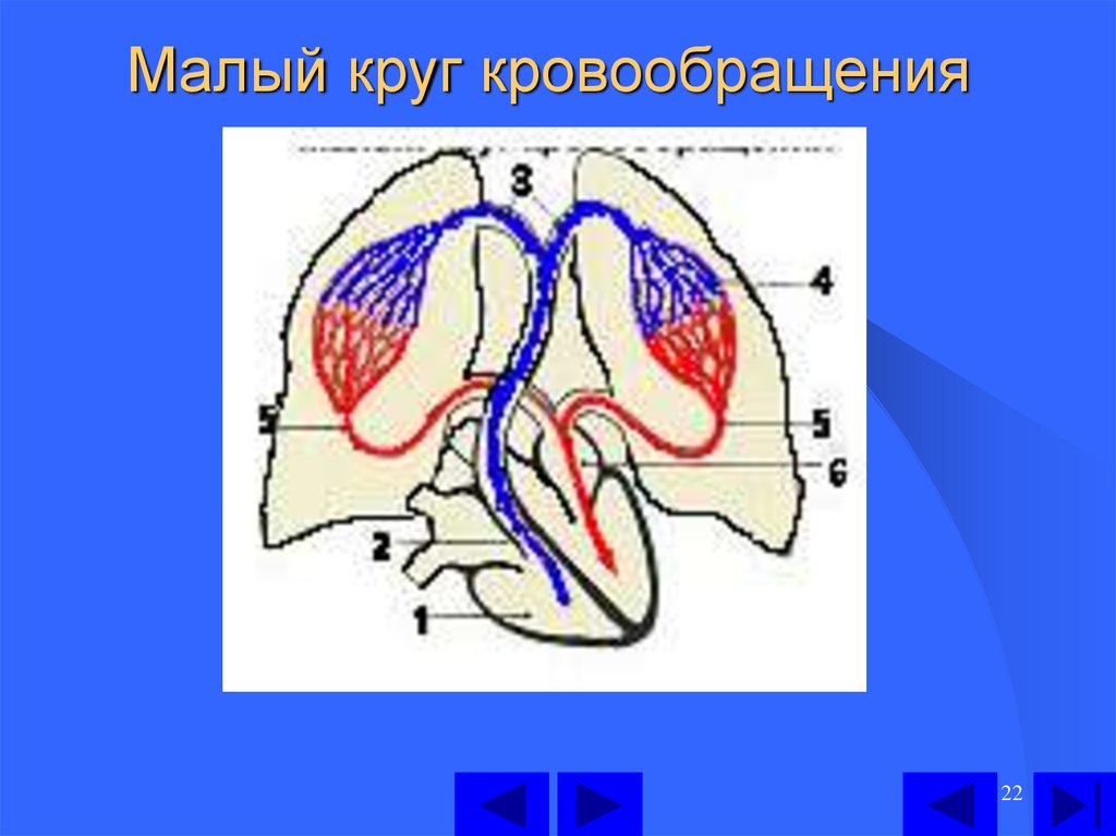 Малый круг кровообращения презентация - 82 фото