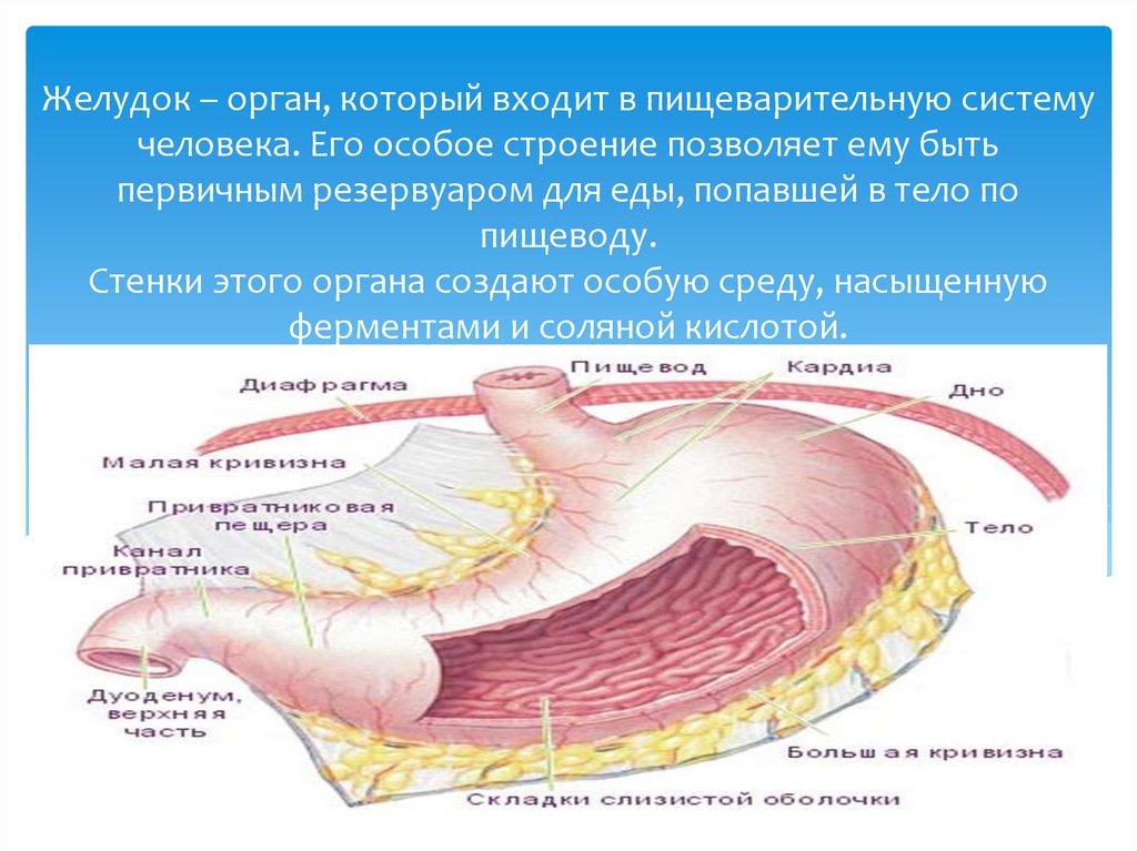 В какой состав органов входит желудок. Желудок особенность этого органа. Положение желудка в организме.