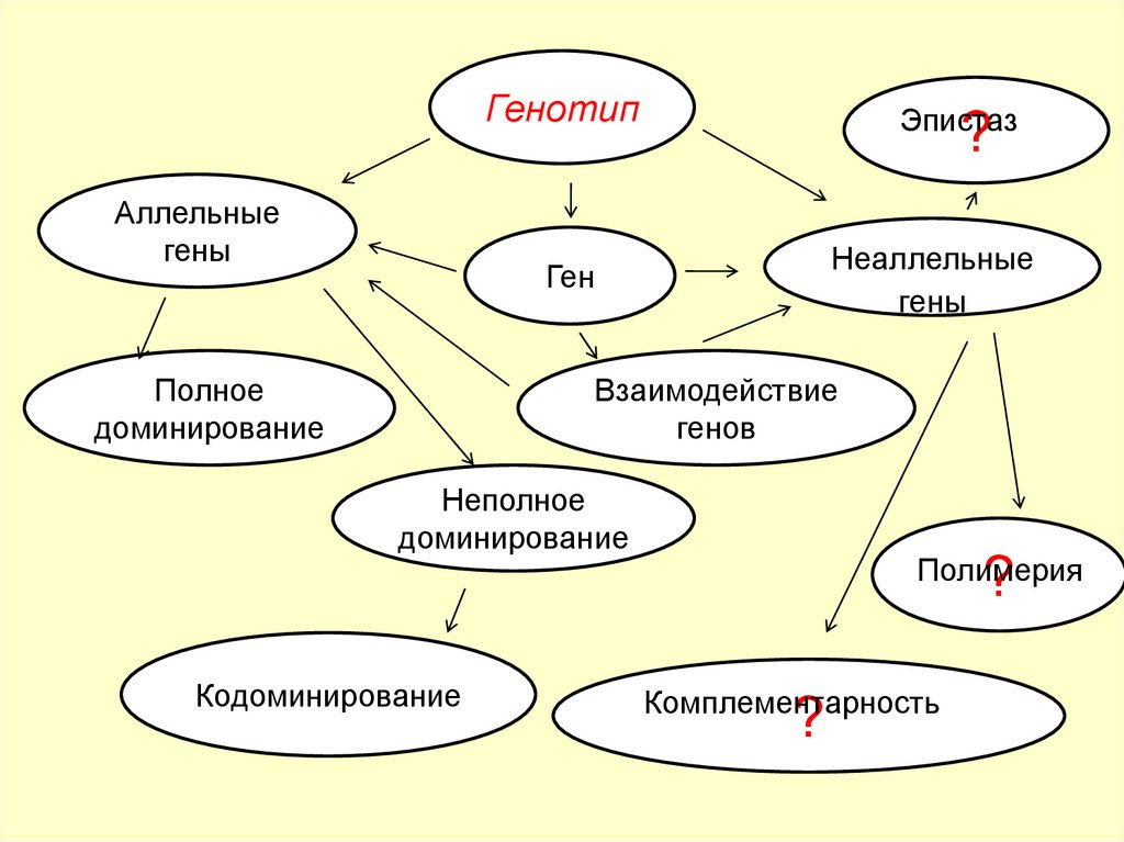 Виды генотипов