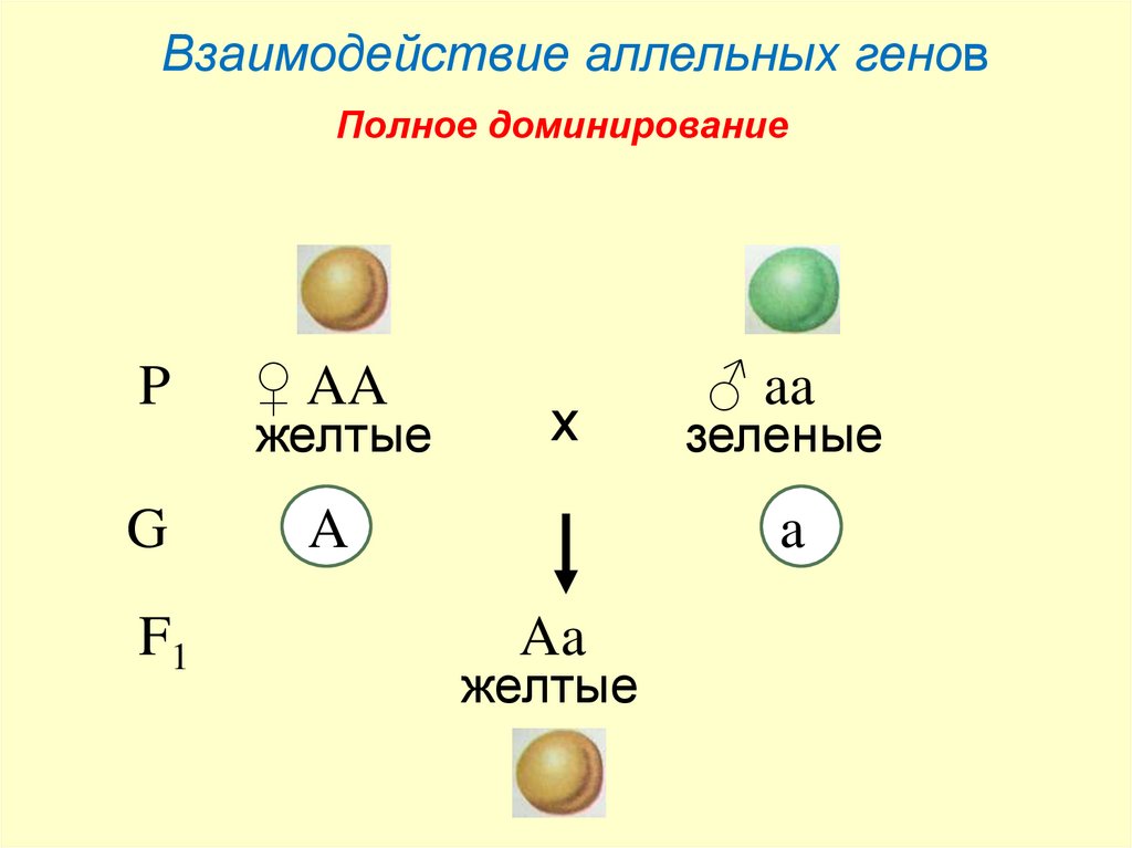 Взаимодействие генов презентация на английском