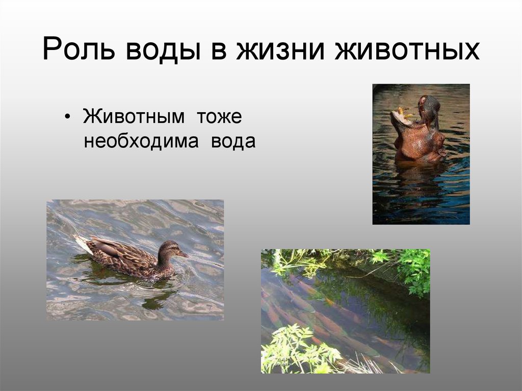 Презентация про водяного