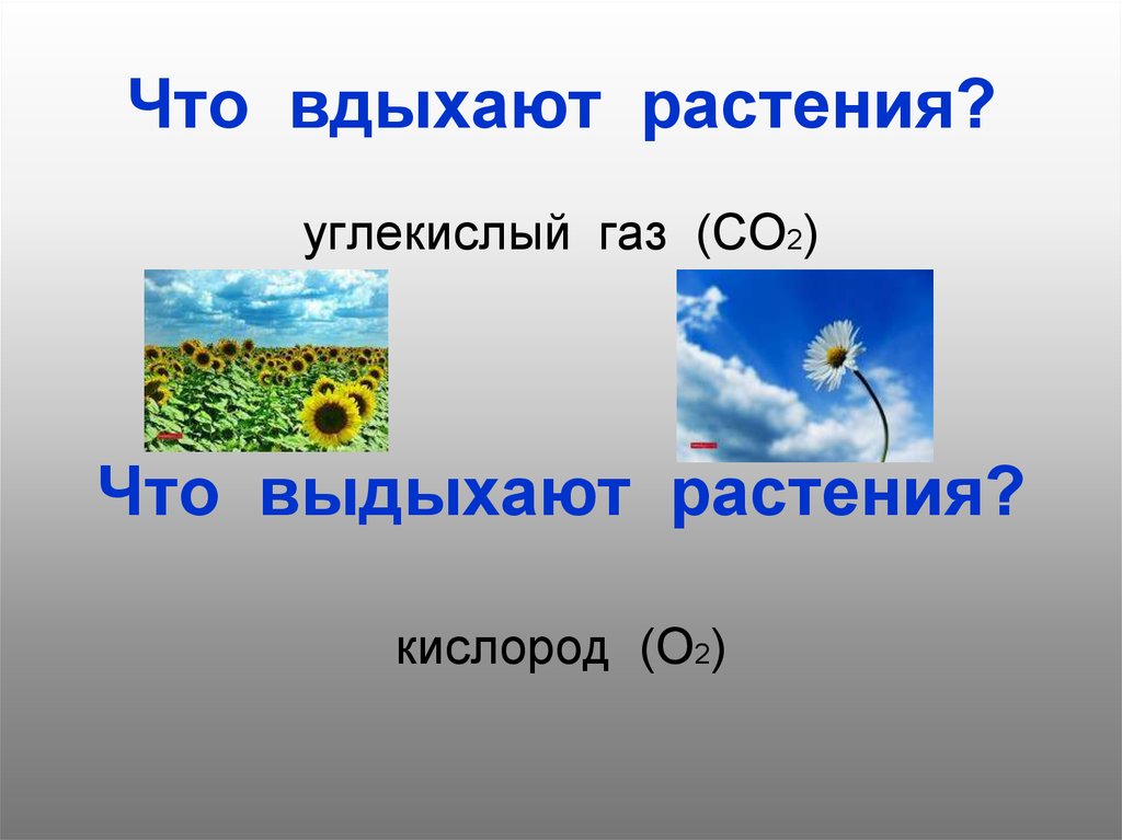 Презентация про окружающий мир 2 класс