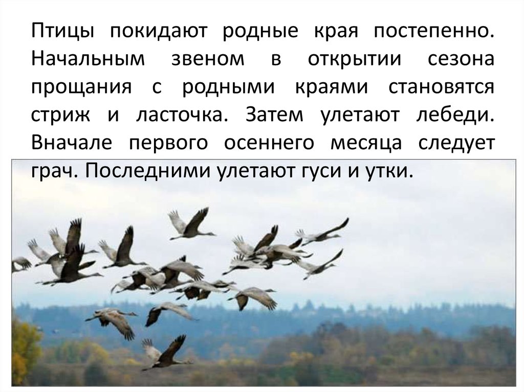 Родной оставлять. Осенью птицы покидают родные края. Покидаю родные края. Улетают в родные края. Покидая родные края.