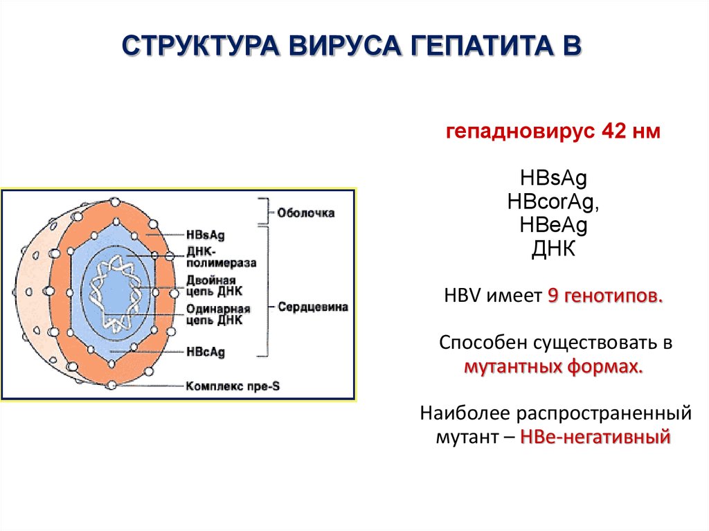 Белки гепатита с. Вирус гепатита b антигенная структура. Вирус гепатита б антигенная структура. Вирус гепатита b схема строения. Антигенная структура вируса гепатита в.