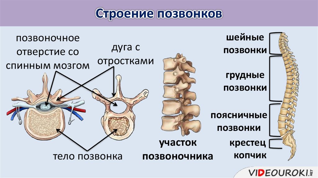 Тело и отростки расположены в спинном мозге. Строение позвоночника тело дуга отросток. Дуга поясничного позвонка. Отростки дуги позвонка.