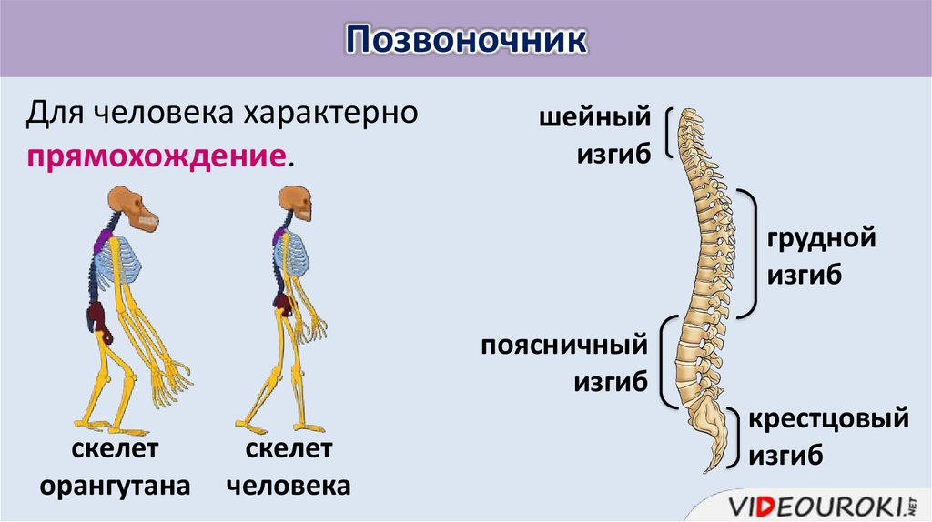 Два отдела позвоночника характерны для. Прямохождение человека. Скелет позвоночника. Прямохождение характерно для. Прямохождение и изгибы позвоночника.