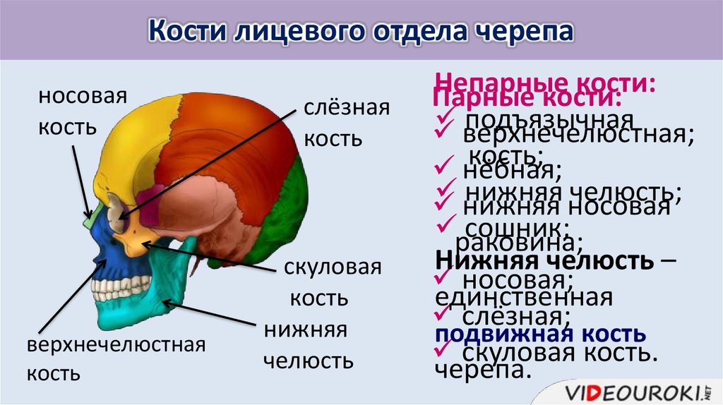 Мозговой и лицевой отделы черепа. Кости мозгового отдела черепа. Граница мозгового и лицевого отделов черепа. Соединение костей черепа.