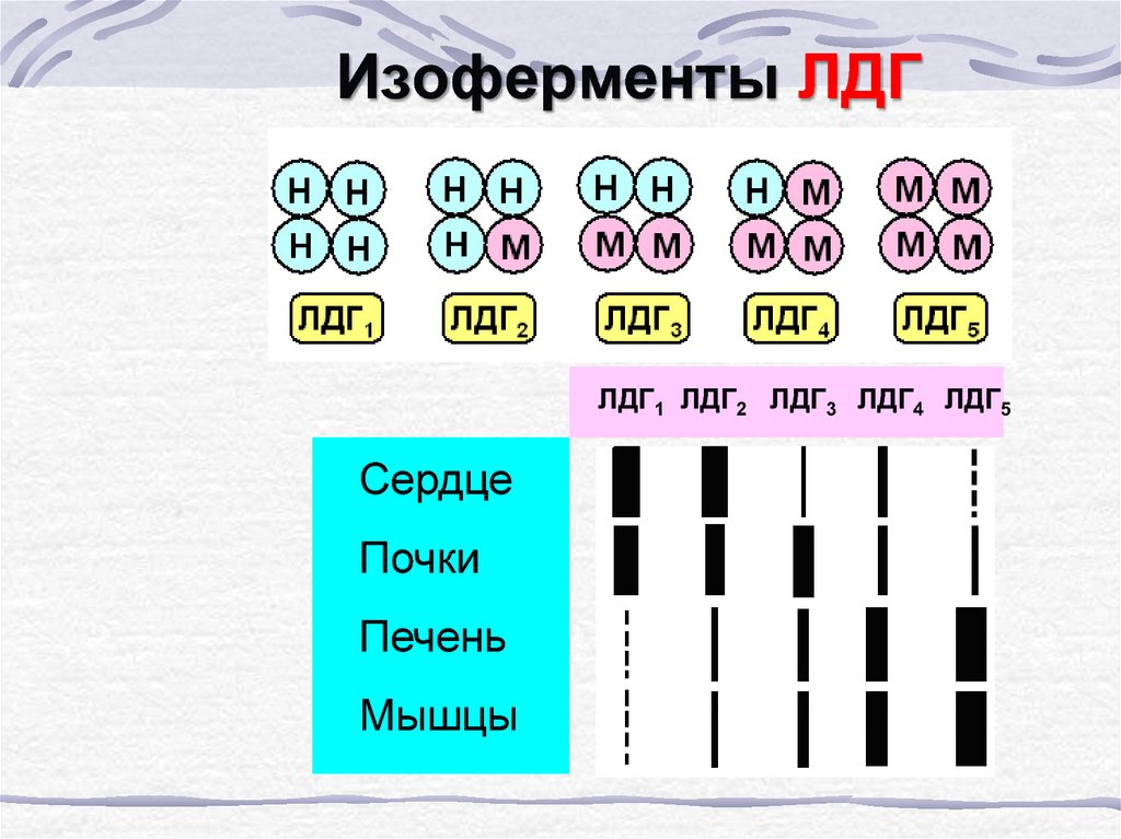 Ферменты изоферменты. Строение изоферментов ЛДГ. Фермент ЛДГ изоформы. Изоферменты лактатдегидрогеназы (ЛДГ). ЛДГ строение.