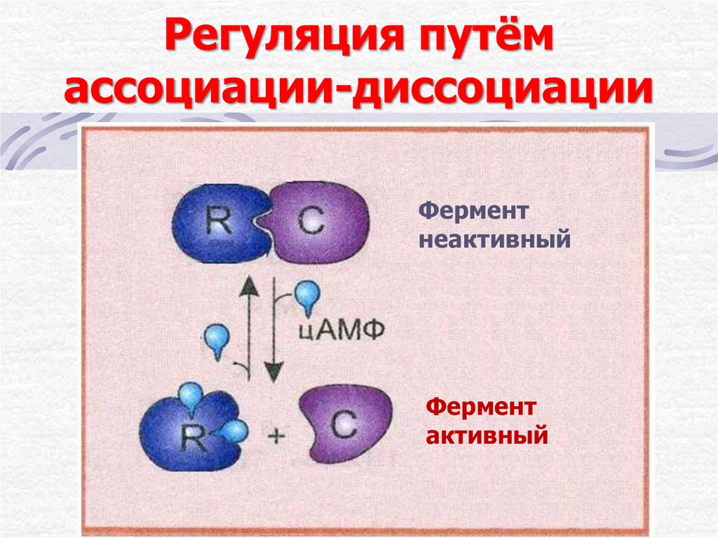 Пути регуляции. Регуляция активности путем ассоциации-диссоциации протомеров. Регуляция путем диссоциации. Регуляция ферментов путем ассоциации и диссоциации. Регуляция путем ассоциации.