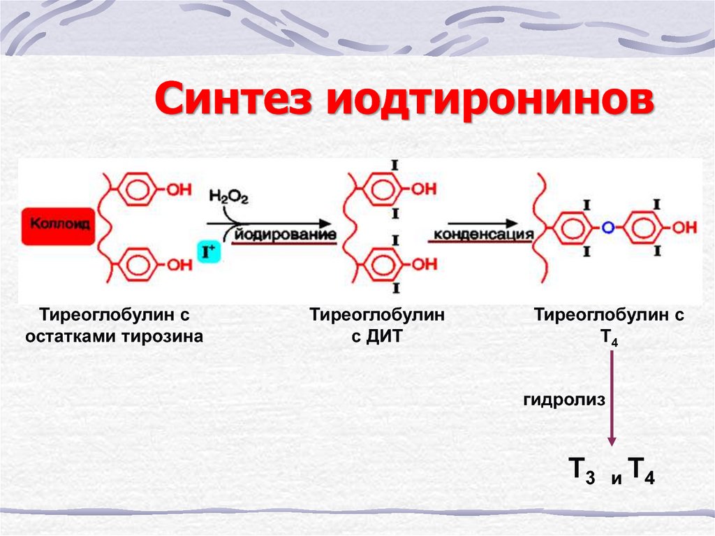 Тиреоглобулин это