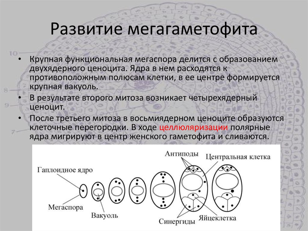 Мегаспора хромосомный набор. Мегаспорангий. Формирование мегаспоры. Мегаспорангий с мегаспорами. Ценоцит это микробиология.