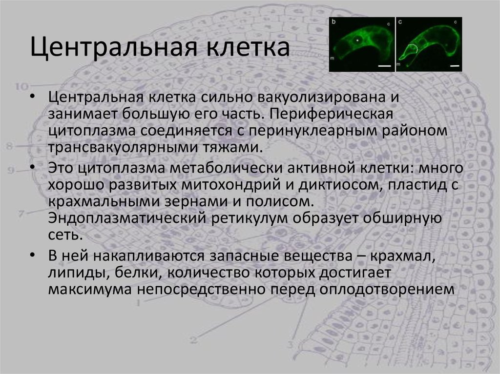 Центрально образующий. Центральная клетка. Центральная клетка образуется. Центральная клетка образует. Что такое Центральная клетка кратко.