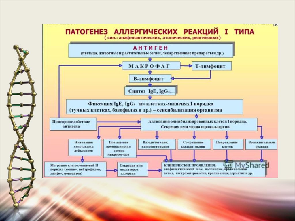 Цепная реакция в патогенезе